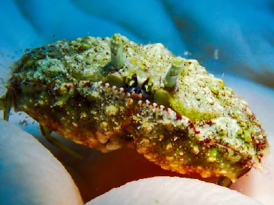 Reef Box Crab
