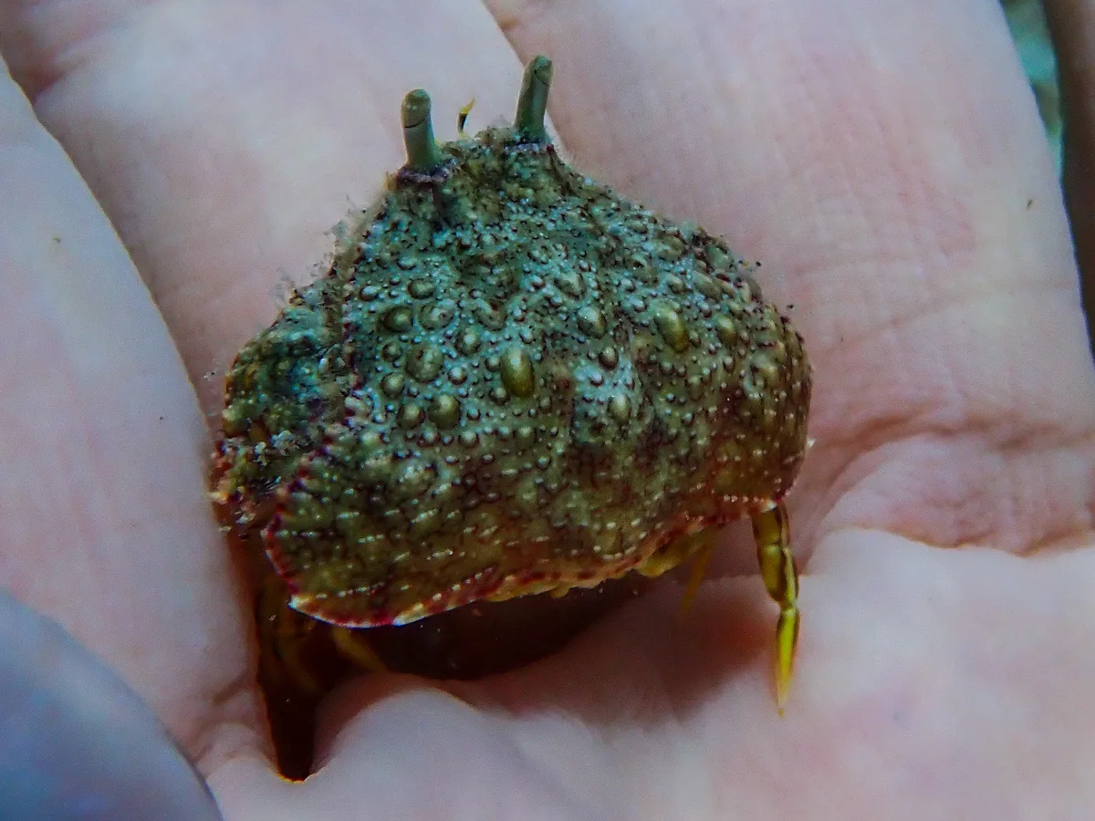 Reef Box Crab
