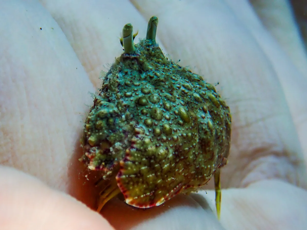 Reef Box Crab