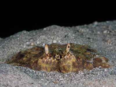 Reef box crab - Calappa hepatica