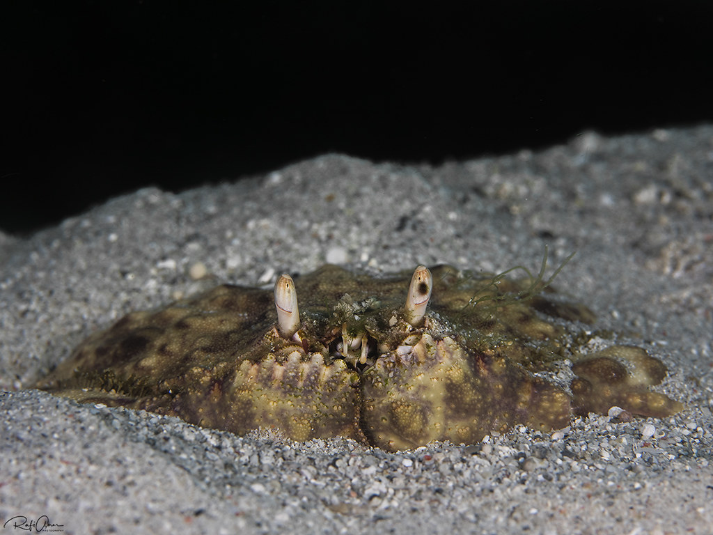 Reef box crab - Calappa hepatica