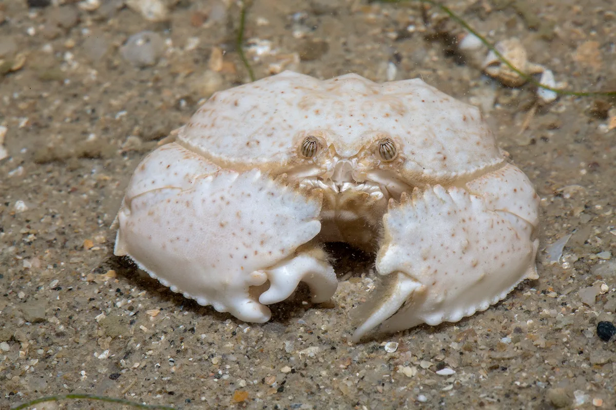 _Z2A1216 box crab