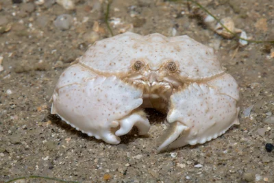_Z2A1216 box crab