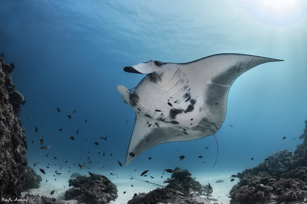 Reef Manta Ray - Mobula alfredi