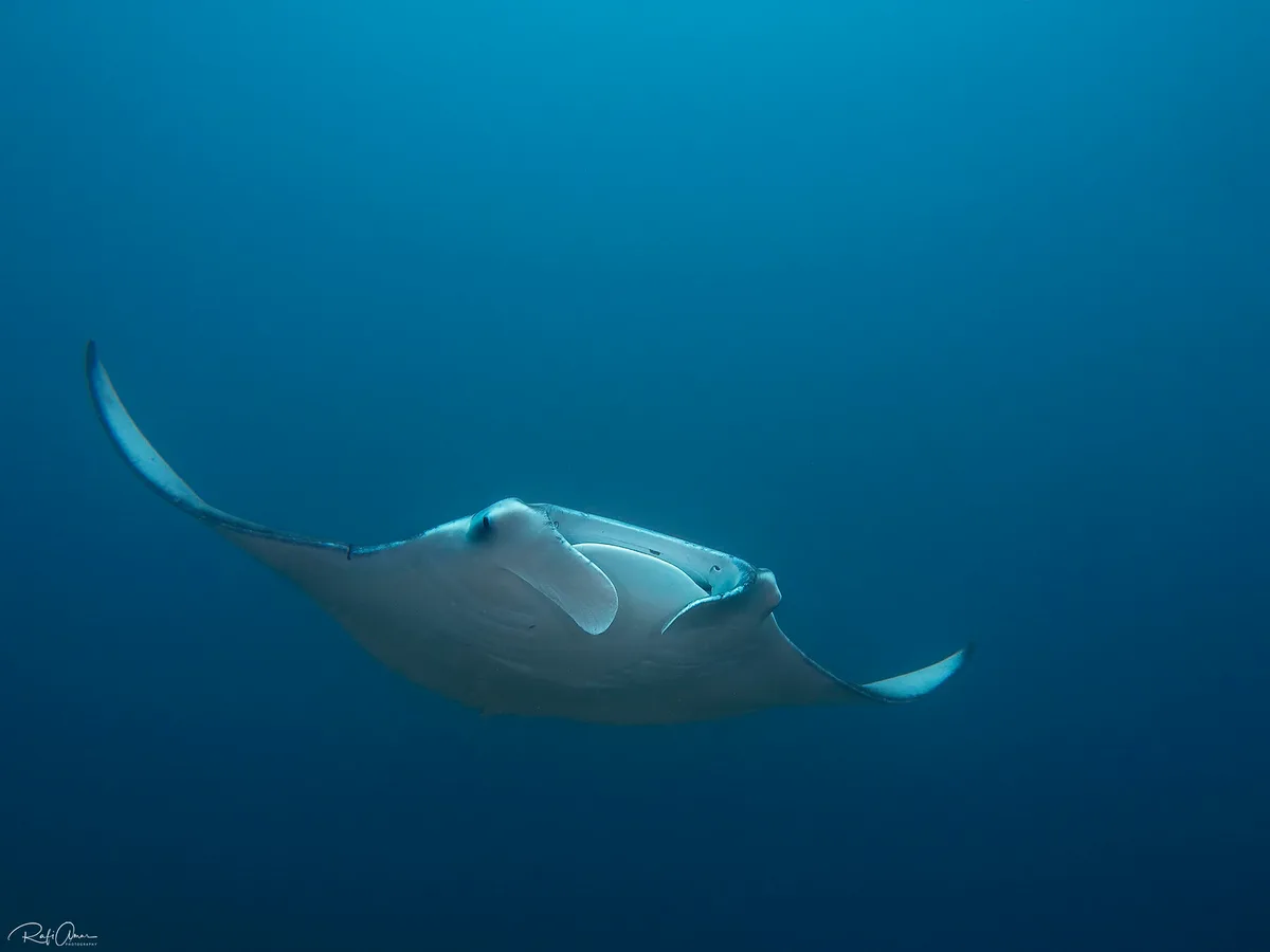 Reef Manta Ray - Mobula alfredi