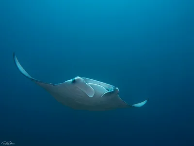 Reef Manta Ray - Mobula alfredi
