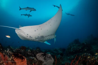 Mobula alfredi