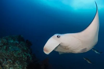 Mobula alfredi