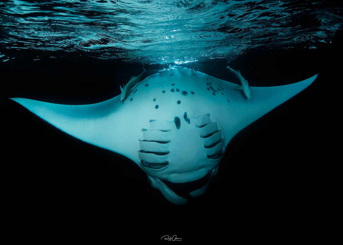 Reef Manta Ray - Mobula alfredi