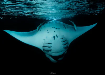 Reef Manta Ray - Mobula alfredi