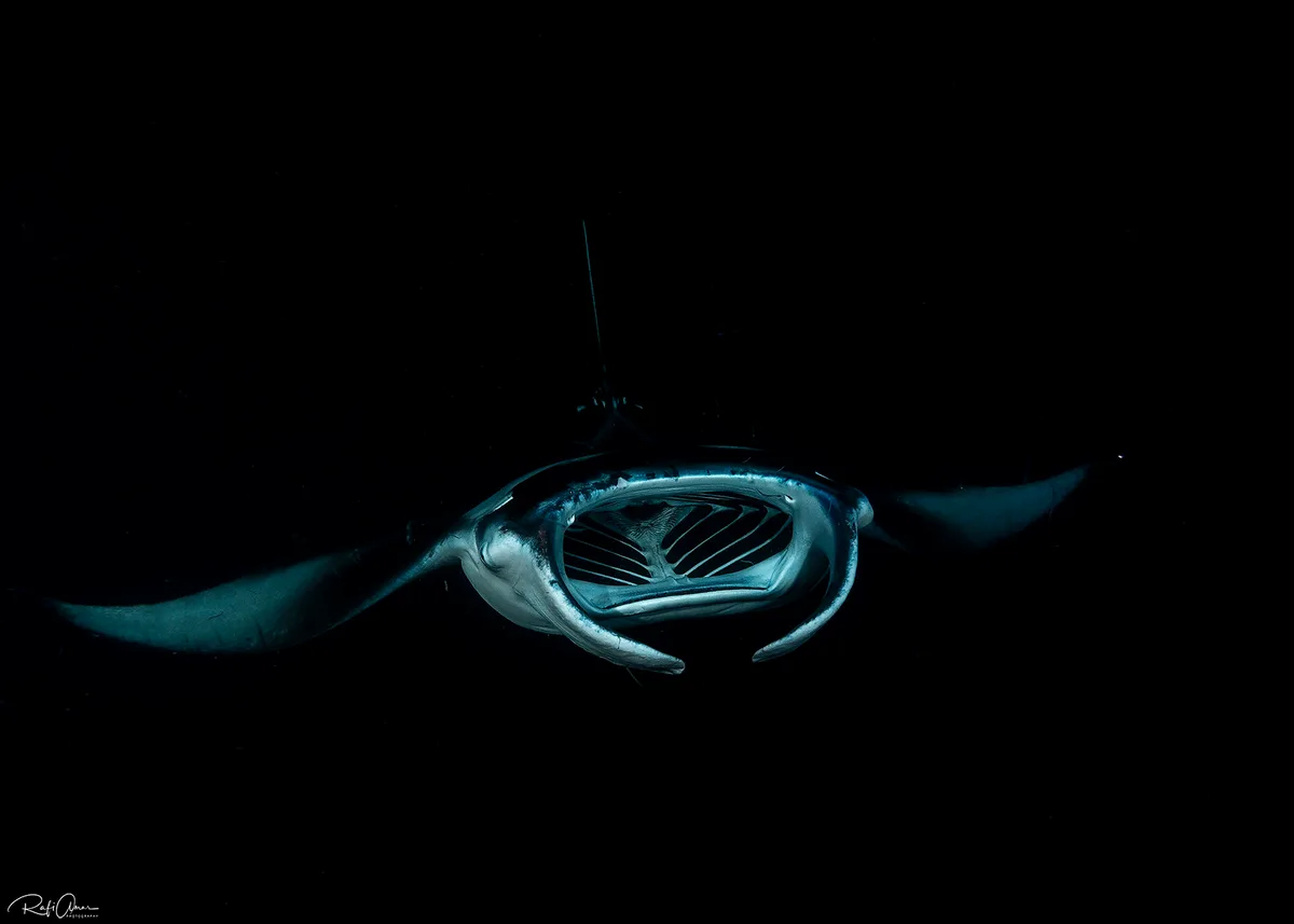 Reef Manta Ray - Mobula alfredi