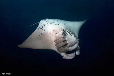 Reef Manta Ray - Mobula alfredi