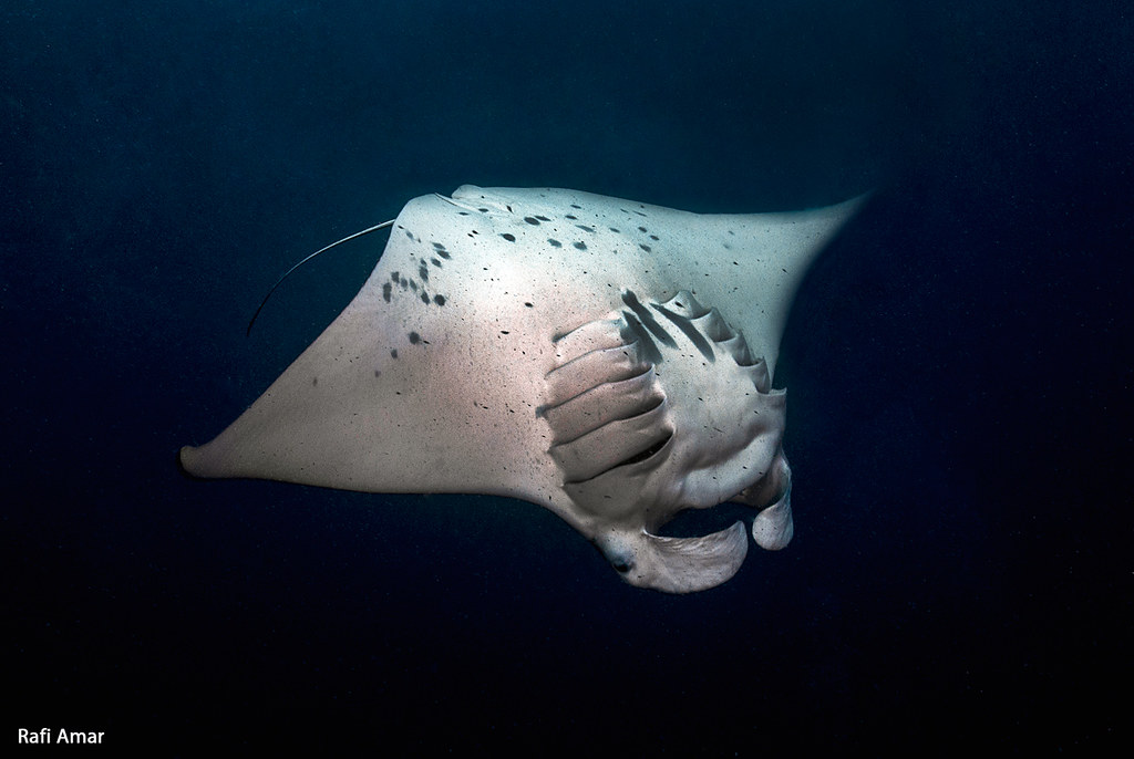 Reef Manta Ray - Mobula alfredi