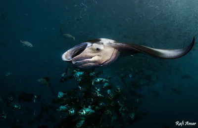 Reef Manta Ray - Mobula alfredi