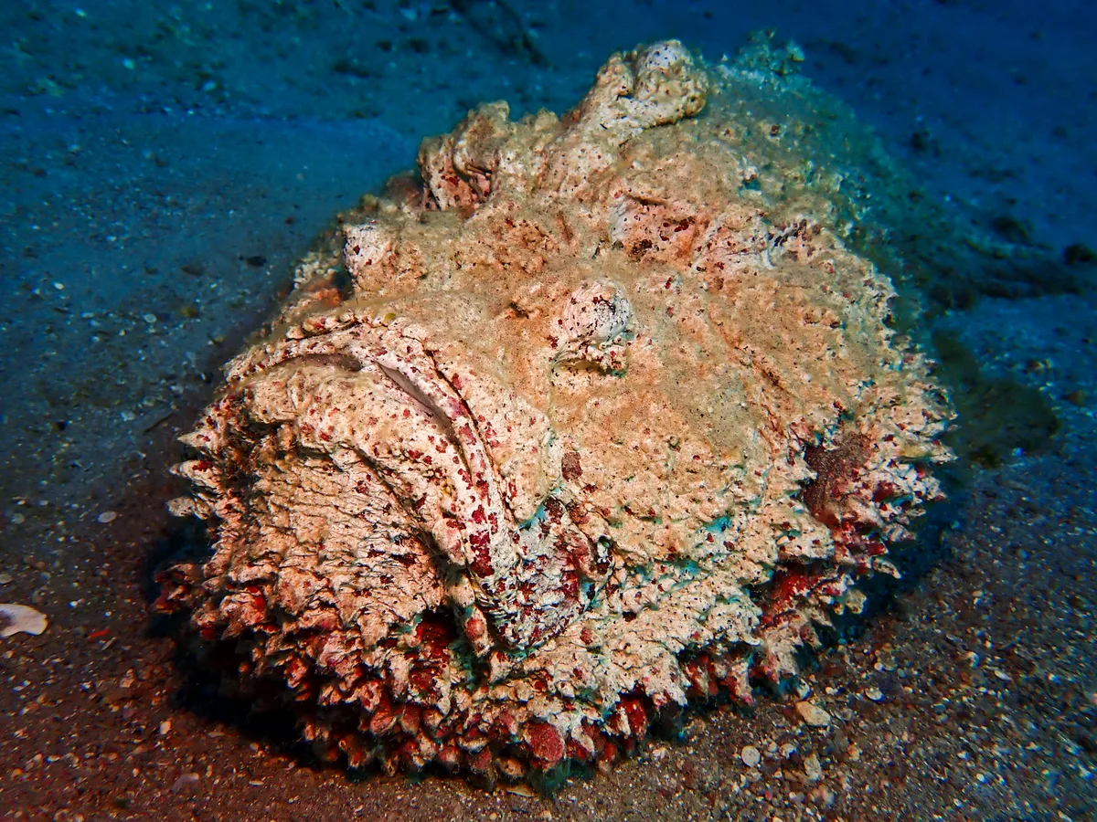 Reef Stonefish