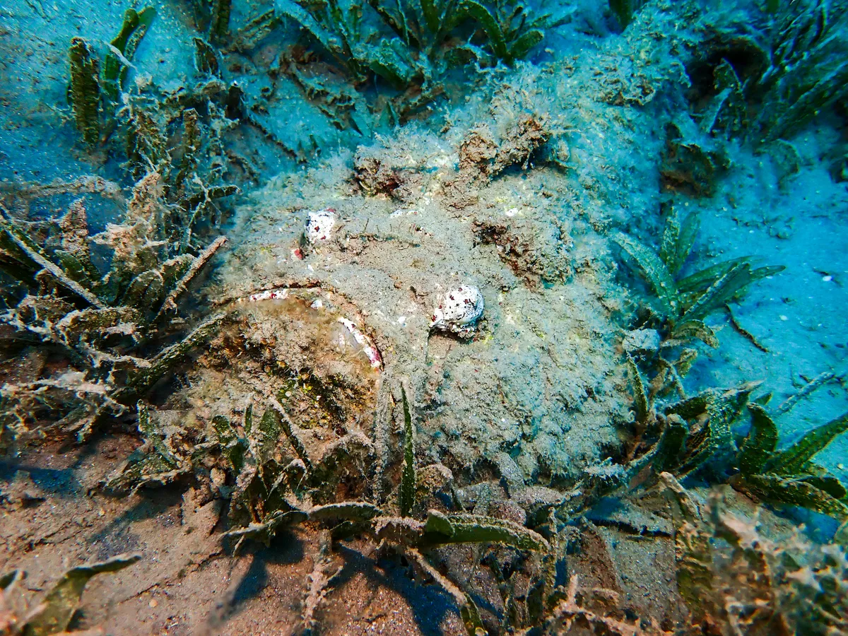 Reef Stonefish