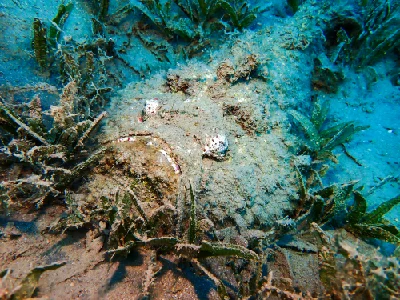Reef Stonefish