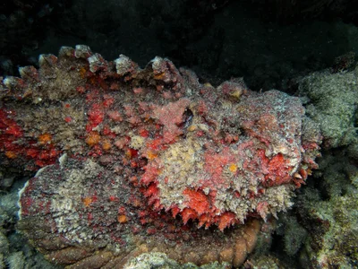 Synanceia verrucosa