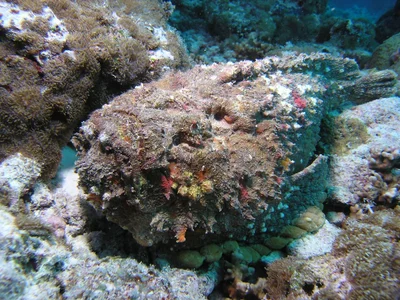 Synanceia verrucosa