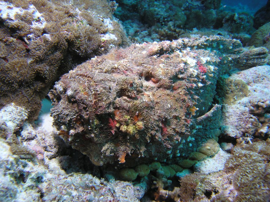 Synanceia verrucosa