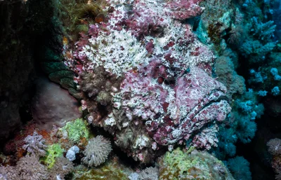 P1090622_Stonefish with flash (Synanceia verrucosa)