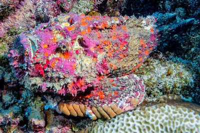 Reef Stonefish - Synanceia verrucosa
