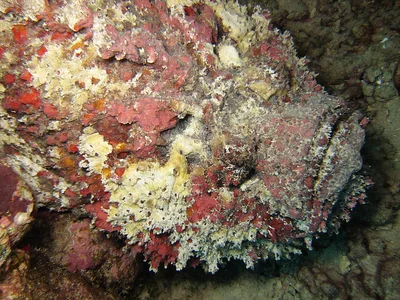 SYNANCEIA VERRUCOSA