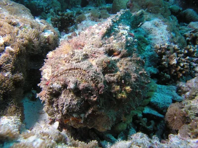 Synanceia_verrucosa