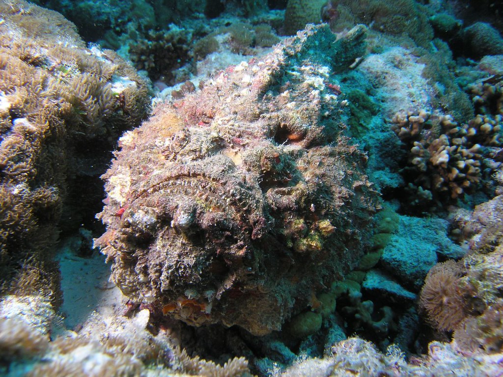 Synanceia_verrucosa