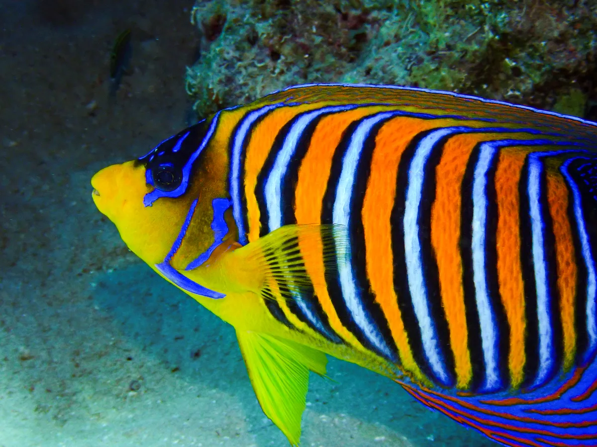 Regal Angelfish