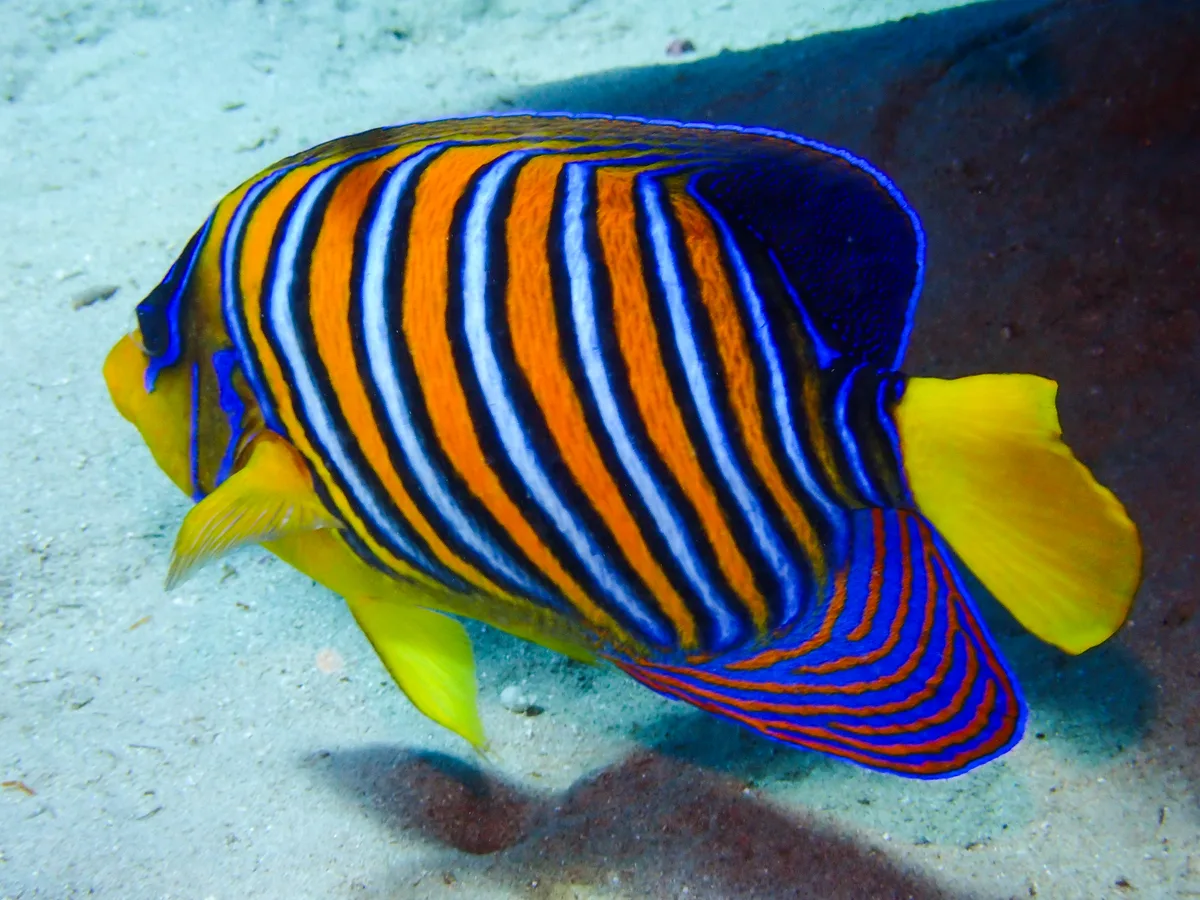 Regal Angelfish