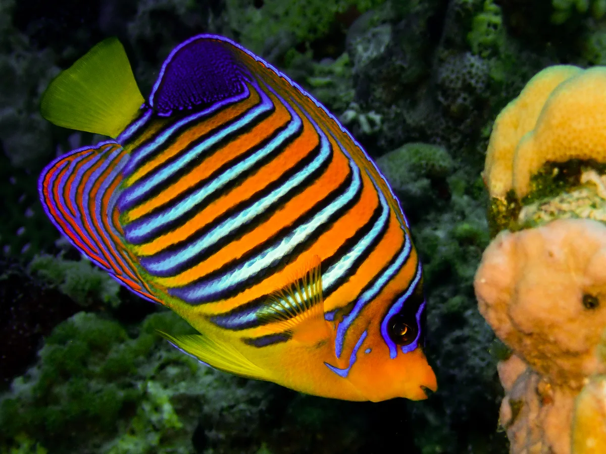 Regal Angelfish
