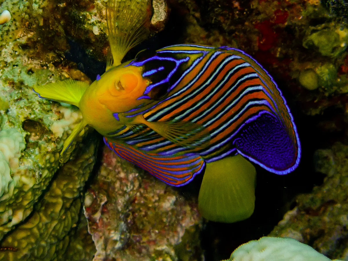 Regal Angelfish