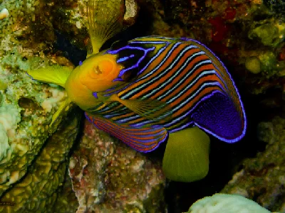 Regal Angelfish