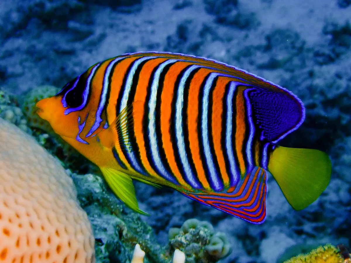 Regal Angelfish