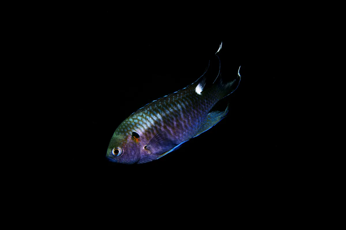 Regal Damselfish