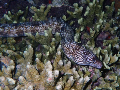 P7085538