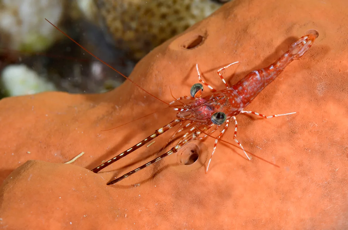 Reticulated Hingebeak