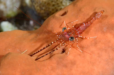 Reticulated Hingebeak