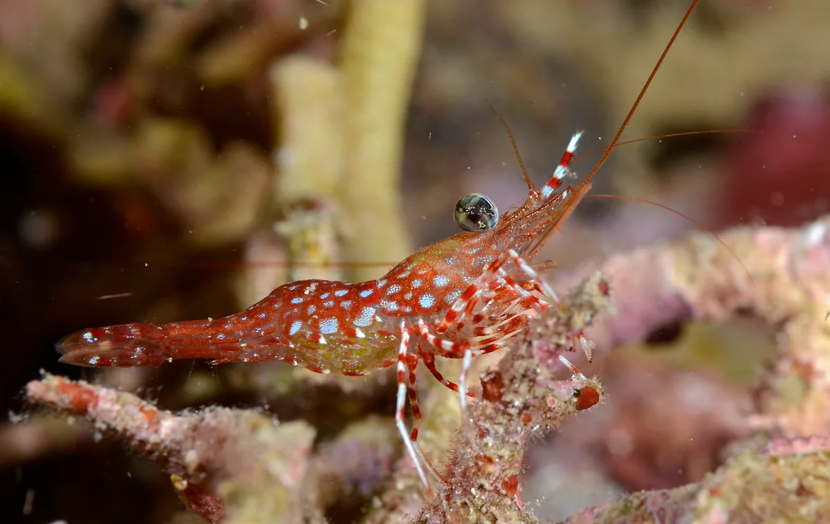 Reticulated Hingebeak