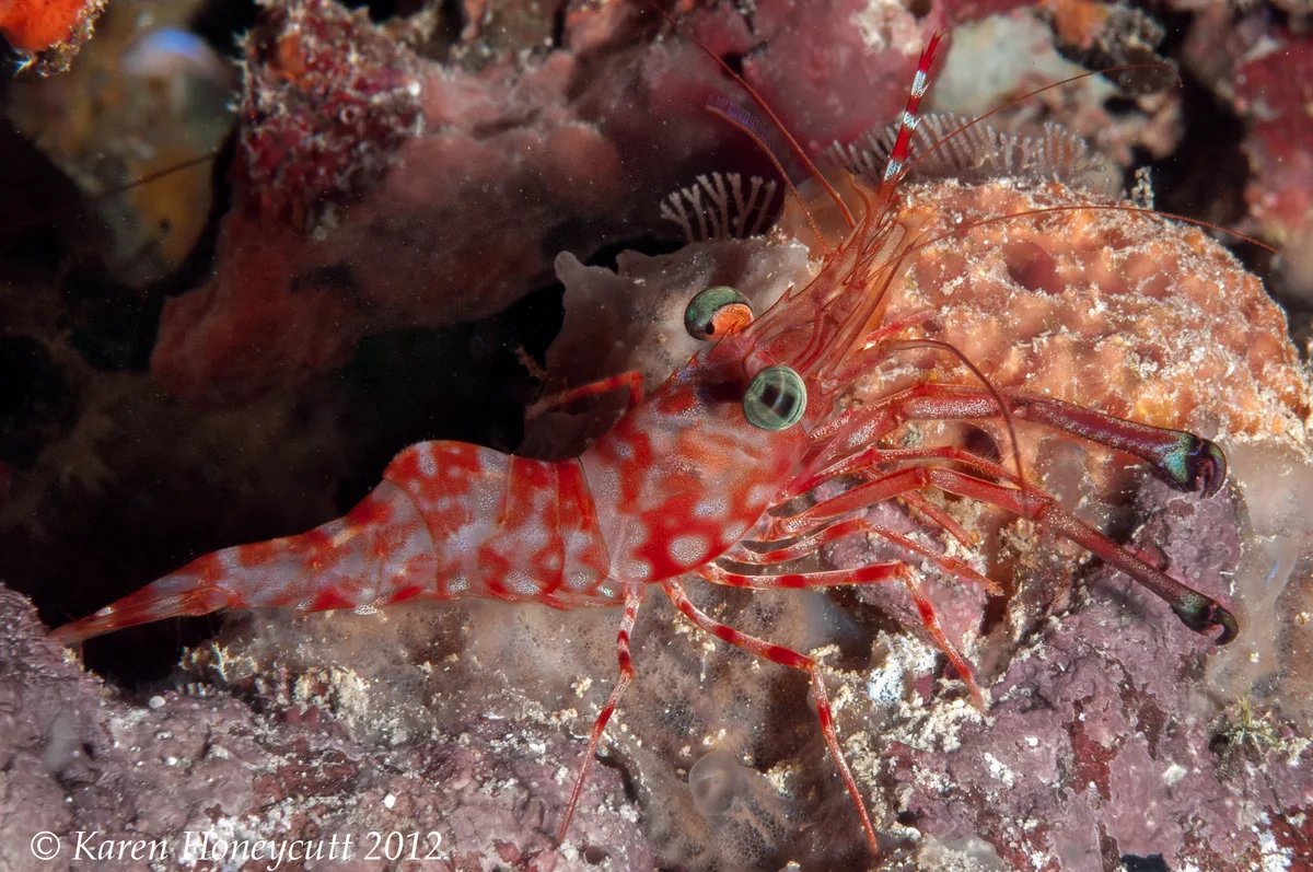 Reticulated Hingebeak