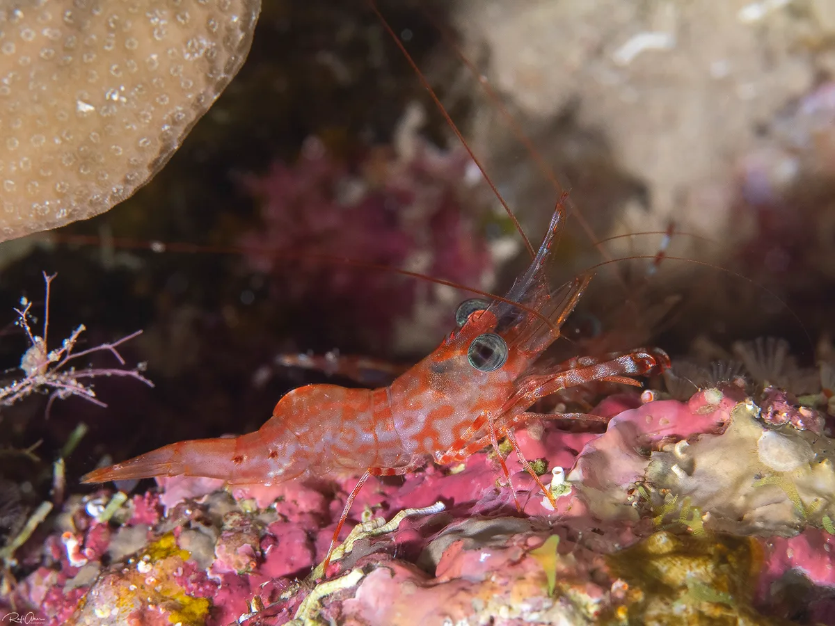Reticulated Hingebeak