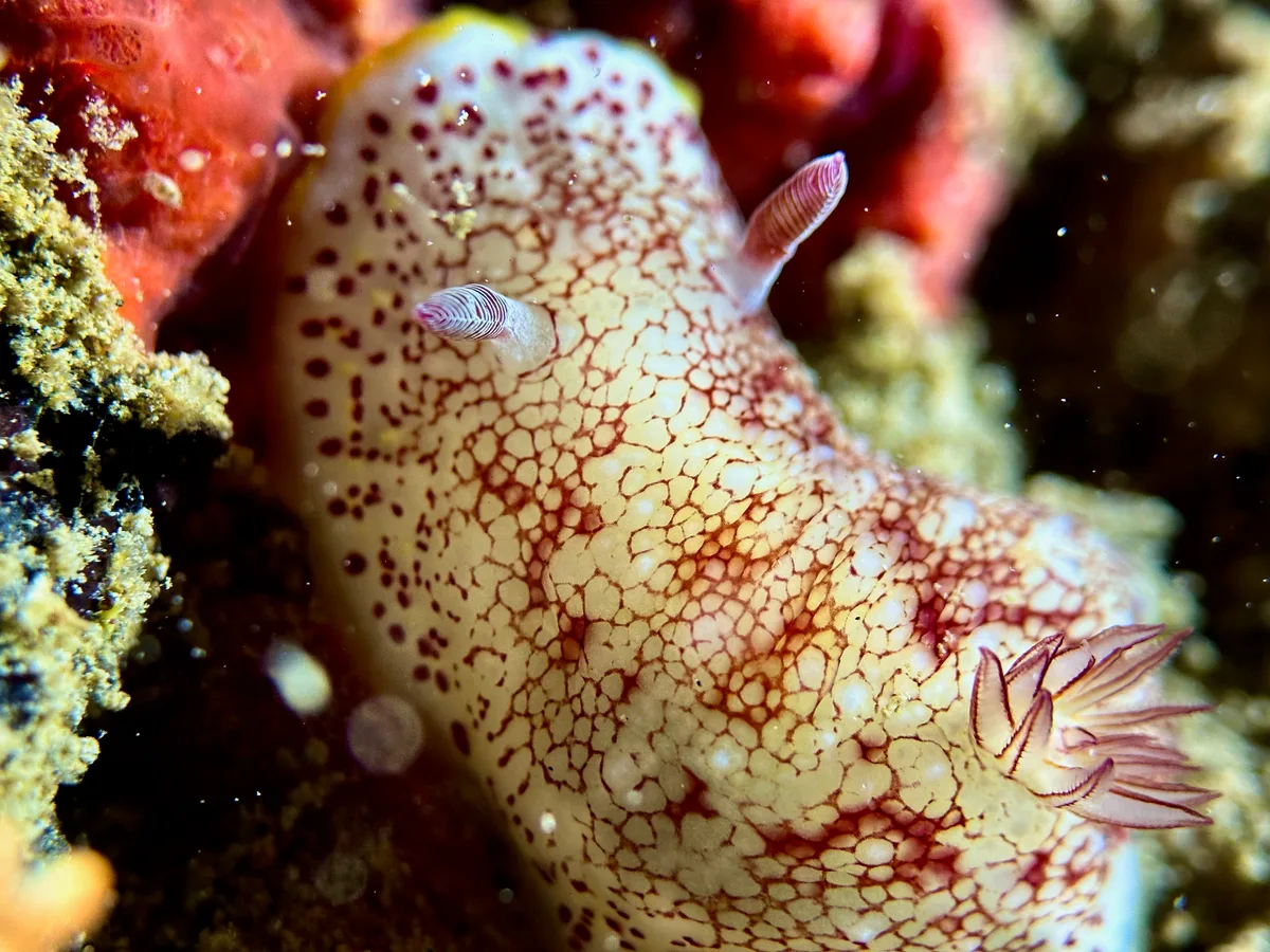 Reticulated Nudibranch