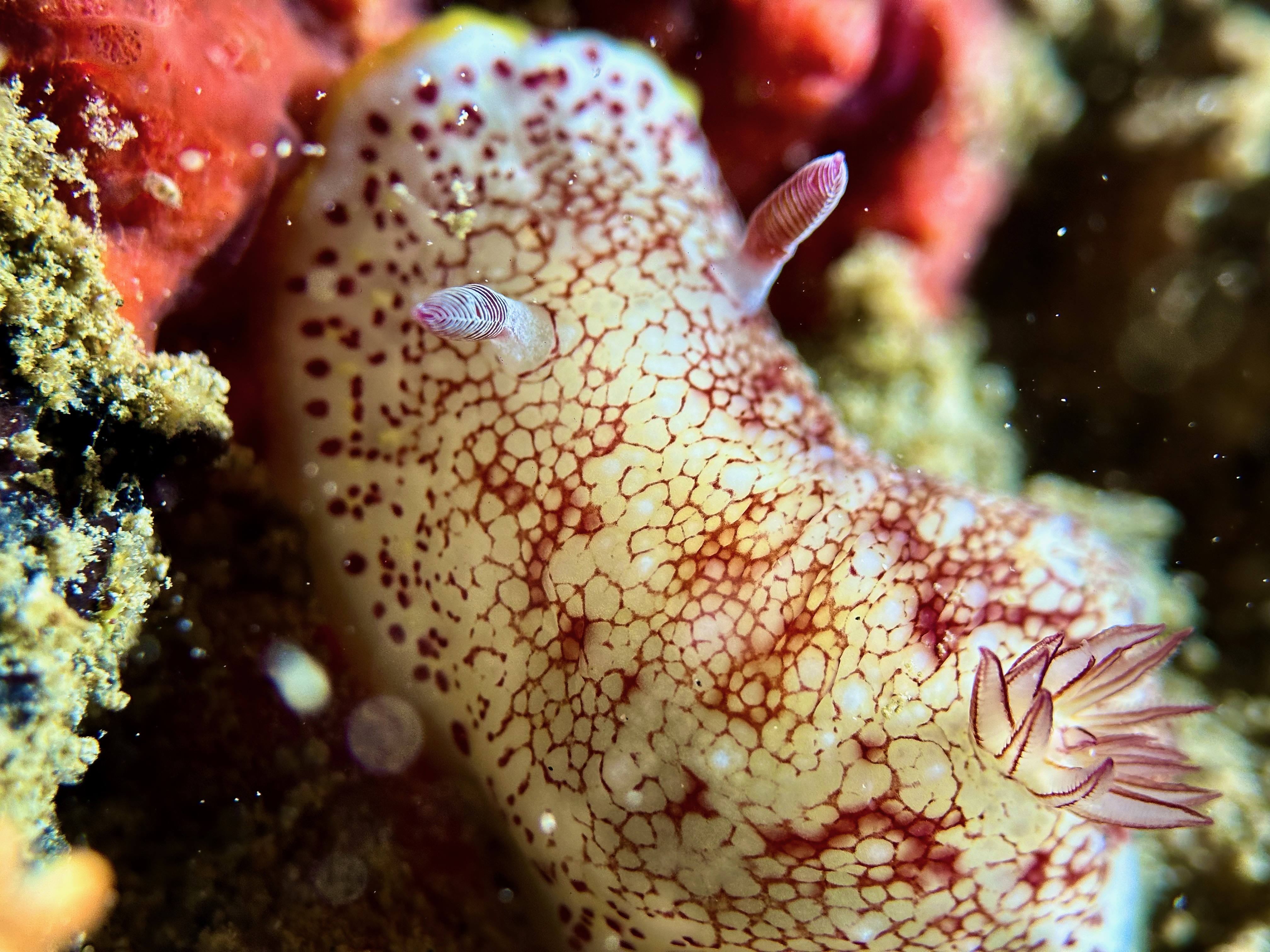 Reticulated Nudibranch