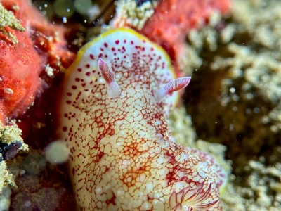 Reticulated Nudibranch