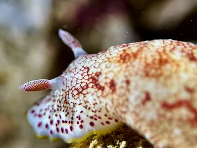Reticulated Nudibranch