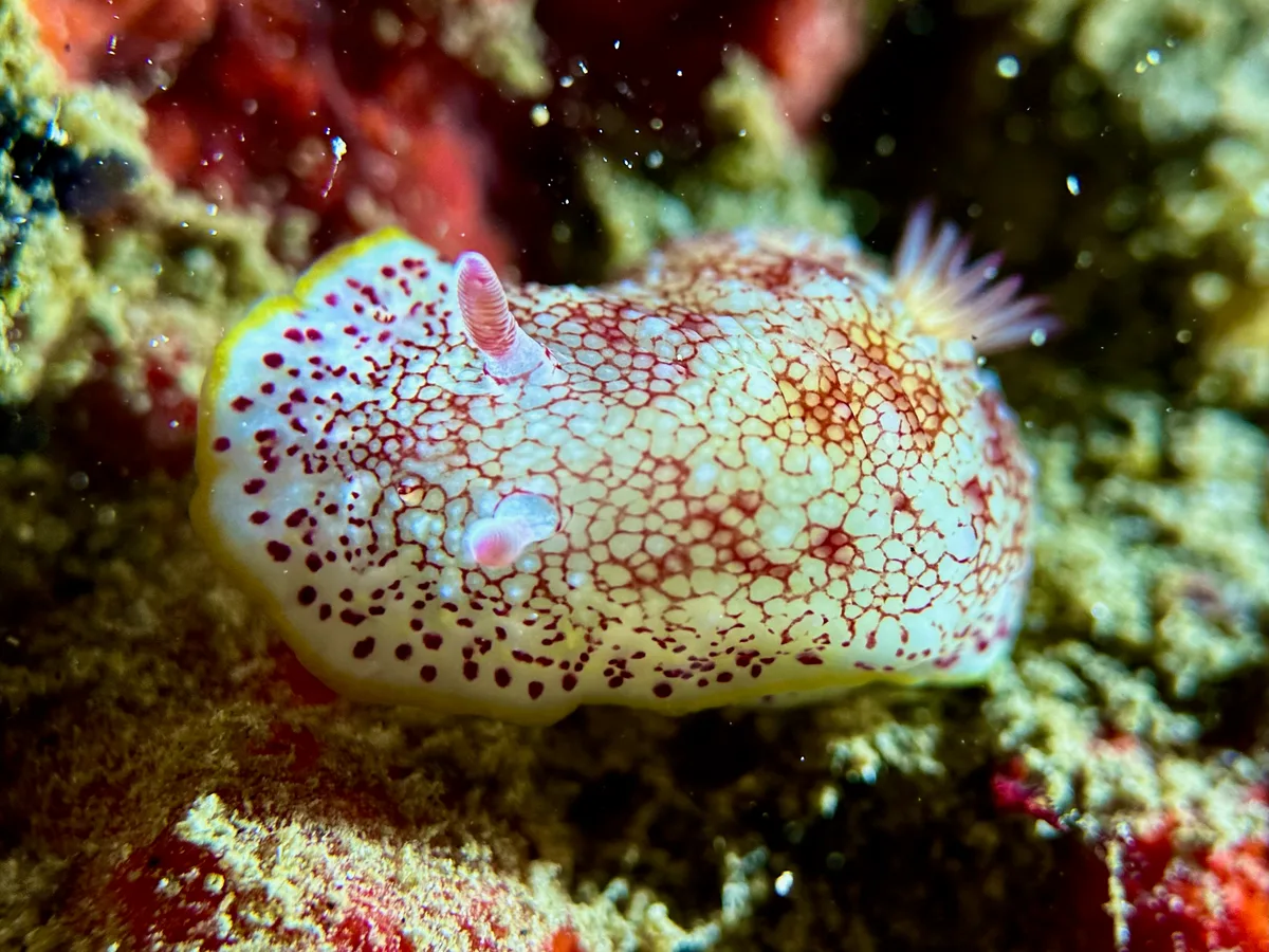 Reticulated Nudibranch