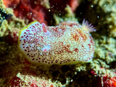 Reticulated Nudibranch