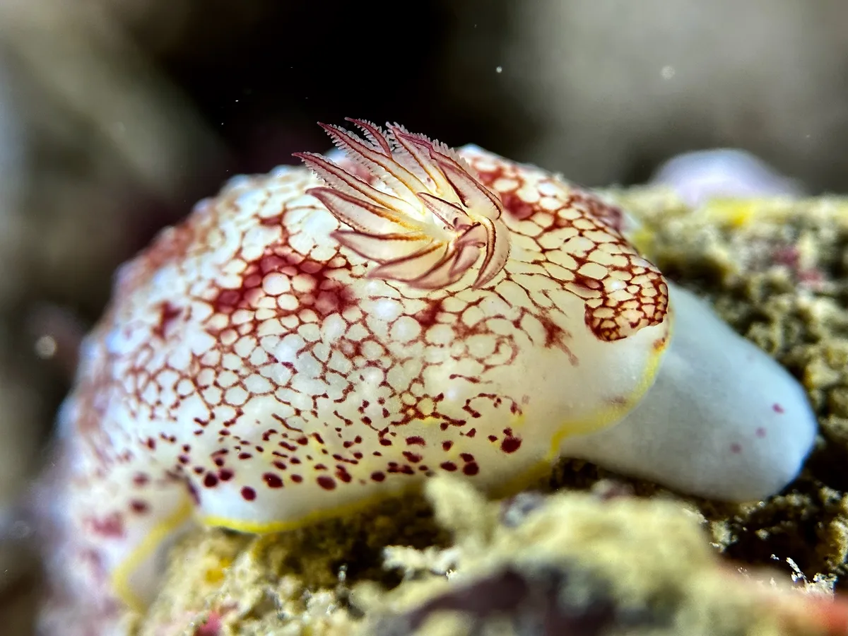 Reticulated Nudibranch