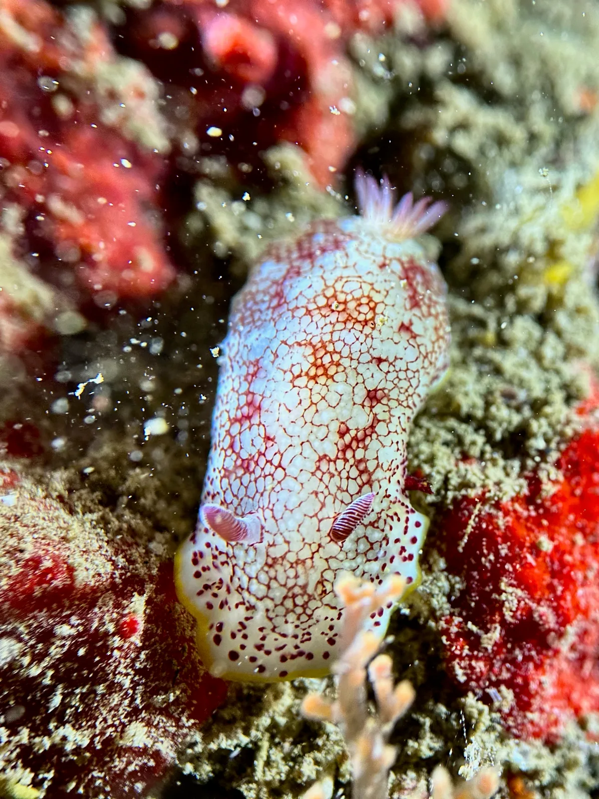 Reticulated Nudibranch